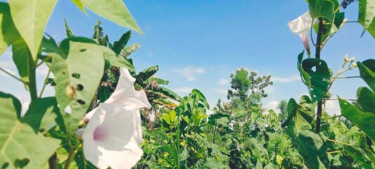 white flowers 