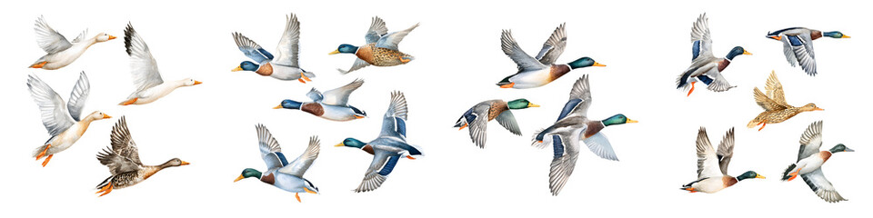 Obraz premium Watercolor Flying Ducks Collection on White Background