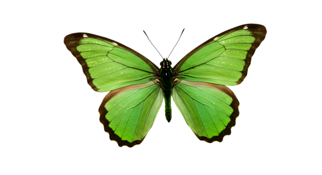 Vibrant green butterfly perched gracefully, showcasing intricate wing patterns against a soft, blurred natural background