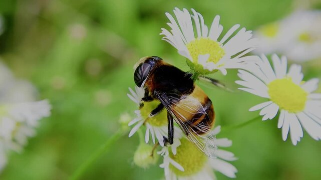 한국,곤충,왕꽃등에,꽃등에,벌,Korea, Insects, Bees
