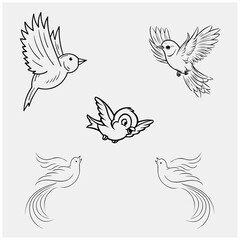 Black and white beutiful birds104