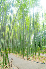 Fototapeta premium Beautiful bamboo forest scenery in Arashiyama, Kyoto, Japan