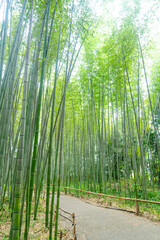 Fototapeta premium Beautiful bamboo forest scenery in Arashiyama, Kyoto, Japan