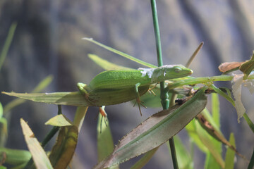 A lizard relaxing on fake greenery. Its eyes are narrowed as if it is too bright. It looks like it has just shed its skin.
