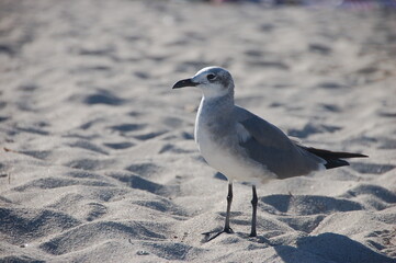 A lone seagull standing on sunlit beach sand, gazing sideways with sharp focus, captured in a coastal setting during a bright day