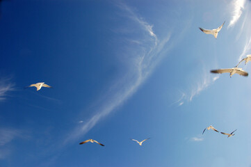 Seagulls flying across a vibrant blue sky with wispy white clouds, captured mid-flight on a bright and sunny day at the beach