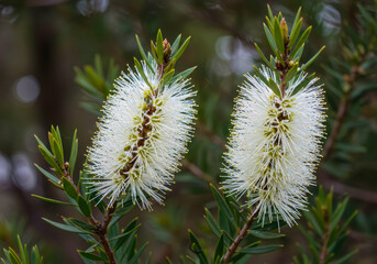 Obraz premium Tea tree (Melaleuca alternifolia) in bloom with delicate white flowers, an evergreen Australian native plant from the Myrtaceae family, early summer flowering