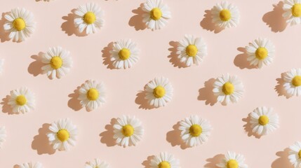 Fototapeta premium Soft pink background with small daisy flowers featuring white petals and bright yellow centers, evenly spaced, casting gentle shadows, creating a harmonious and repetitive design.