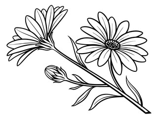 Beautiful Aster Blossom Line Art