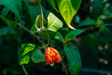 Tropical red Psychotria poeppigiana flower
