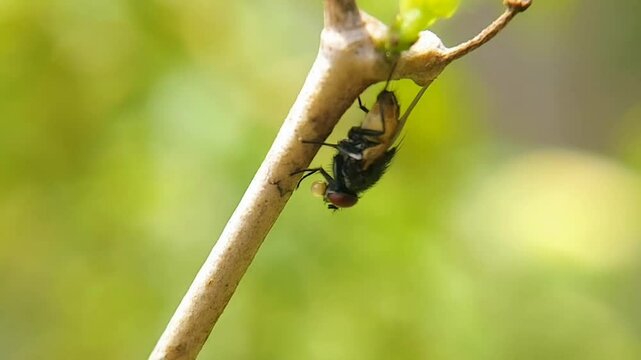 How Houseflies (Musca domestica) Lay Eggs on Tree Branches &ndash; FHD Macro Video Details Insect Behavior in Nature