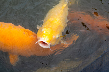 Colorful koi fish in Shukkei-en Japanese garden in Hiroshima, Japan