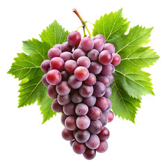 Fototapeta premium grapevines isolated