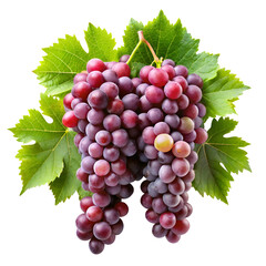 Fototapeta premium grapevines isolated
