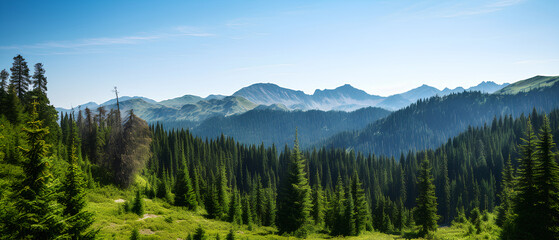 A forest full of pine trees with mountains in the background
