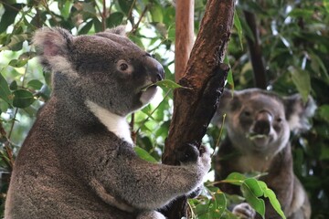 Koala enjoying a leafy meal 