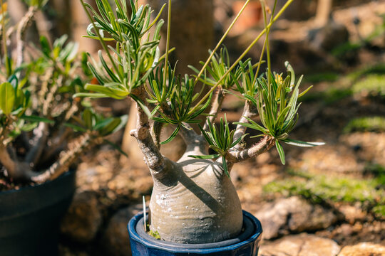 beautiful small pachypodium succulentum tree