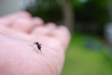 Aedes aegypti mosquitoes on human hand
