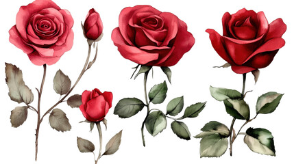 Set of red roses with green leaves and scattered petals isolated on white background