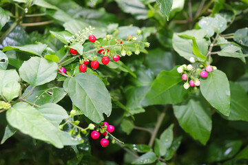 Obraz premium Tropical flowers and plants are brightly colored, and the shapes of their flowers and patterns of their leaves are unique.