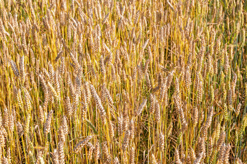 Cereal field with crops in the summer