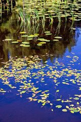 Floating water plants floating on a lake a sunny summer day