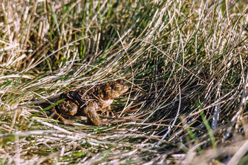 Toad sitting on a grass meadow a sunny summer day