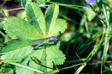 Damselfly sitting on a blade of Lady's mantle