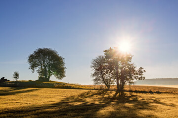 Farmland with trees in silhouette that the sun shining through in the countryside