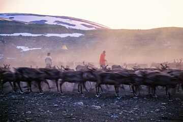 Reindeer herding with running animals a dusty mountain landscape in the midnight sun at the north...