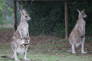 A Kangaroo family strolls into the morning light