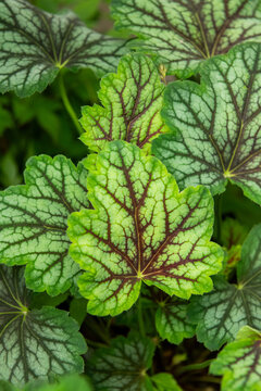 Heuchera foliage close up. Heuchera americana Green Spice. Coral bells, alumroot.