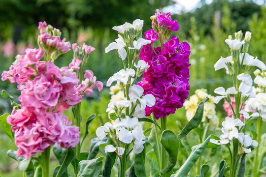 Matthiola incana, or commonly called Stock. Beautiful multicolored double stock flowers, known to be highly scented. Matthiola flowers background.