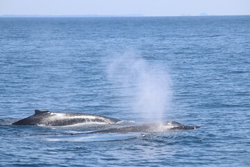 Fototapeta premium Majestic whales surfacing in the pristine waters of Australia's Pacific shoreline