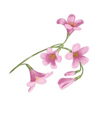 Delicate pink flowers with green stems arranged artistically on a white background