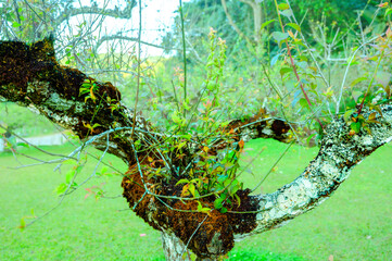 Natural Series : Japanese apicot tree on a high mountain. Agricultural plot of big and old Plum trees at Doi Ang Khang. A cool and refreshing tourist attraction in northern Thailand.