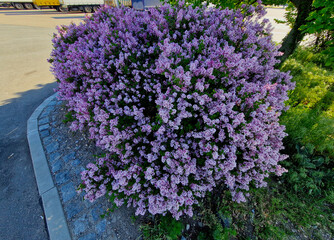 Meyer lilac is classified as a dwarf species is a dwarf Palibin lilac. It has very small flowers...