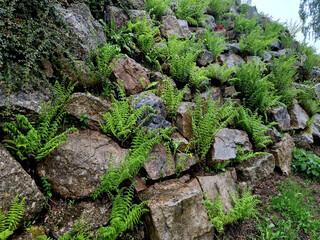 rubble slope in the forest with boulders overgrown with moss between which flows a stream with...