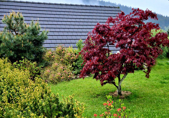 Bloodgood backdrop of a Japanese garden. It is a taller shrub of air habit. thicken the crown to...