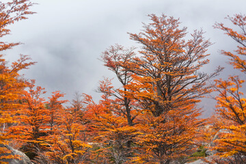 Autumn forest
