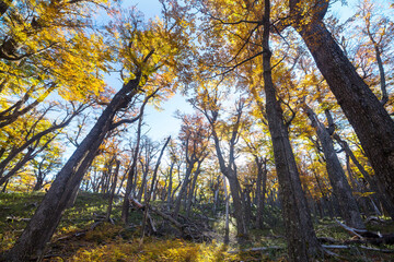 Autumn forest