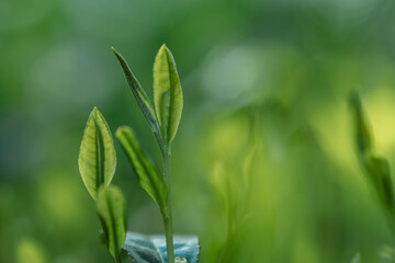 茶葉・茶畑・新茶
