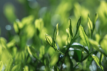 茶葉・茶畑・新茶
