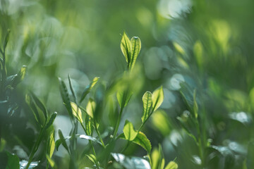 茶葉・茶畑・新茶
