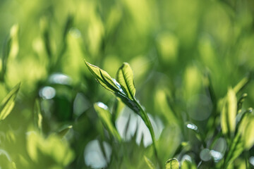 茶葉・茶畑・新茶