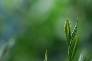 茶葉・茶畑・新茶