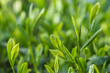 茶葉・茶畑・新茶