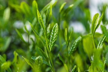 茶葉・茶畑・新茶