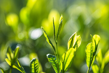 茶葉・茶畑・新茶