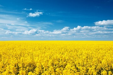 Obraz premium Vibrant yellow canola field under clear blue sky with white clouds